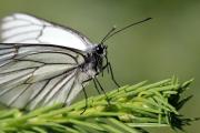 Väike valge liblikas